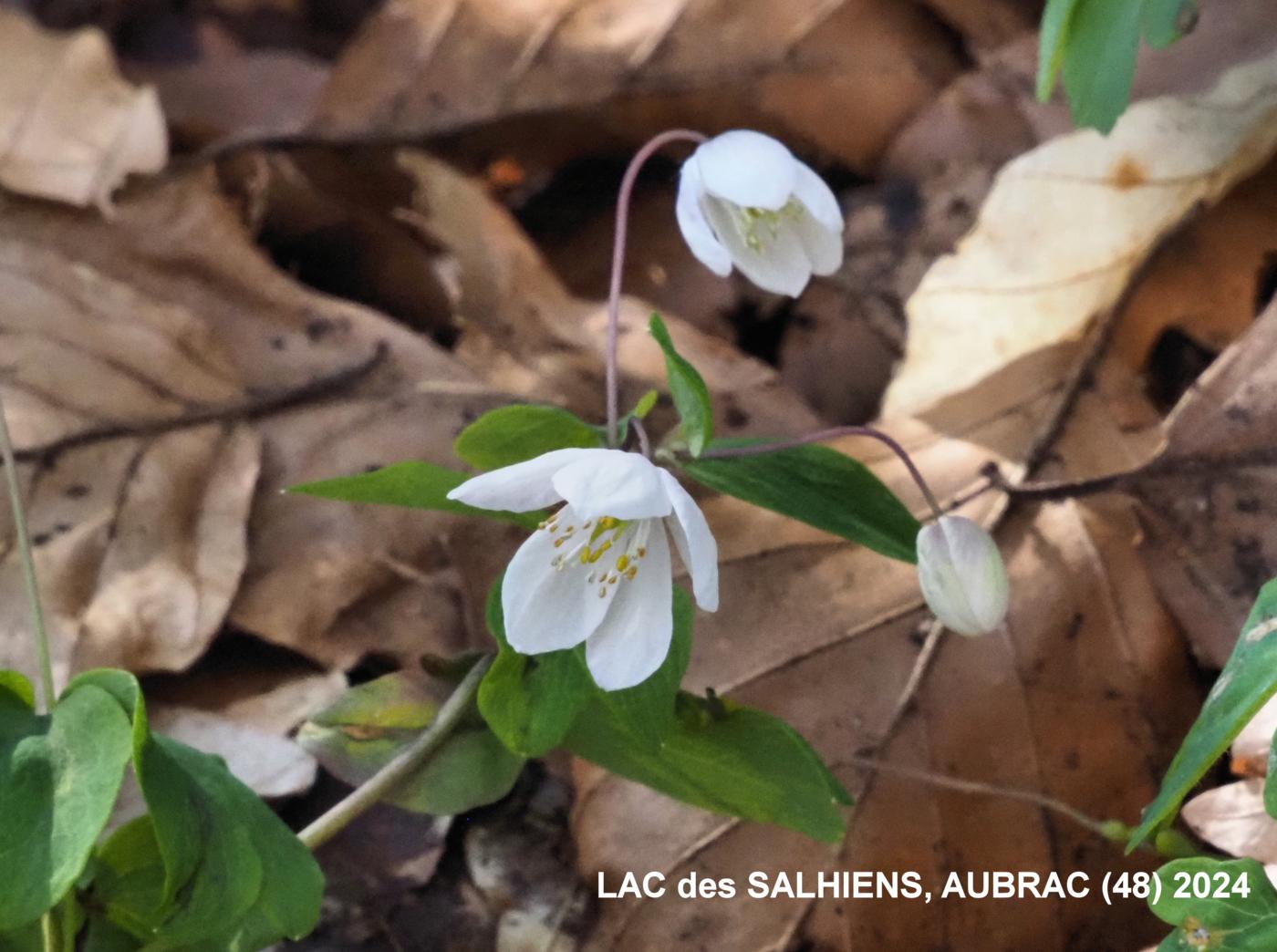 Rue-anemone flower